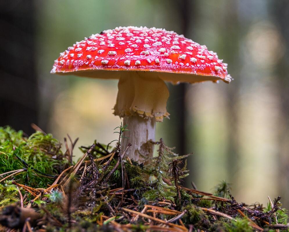 Image of a red and white mushroom with a flat bottom, growing out of green ground.